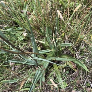 Podolepis jaceoides at Burrungubugge, NSW - 26 Feb 2023