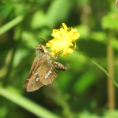 Dispar compacta (Barred Skipper) at Cotter River, ACT - 26 Feb 2023 by Christine