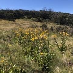 Podolepis robusta (Alpine Podolepis) at Burrungubugge, NSW - 25 Feb 2023 by JohnGiacon