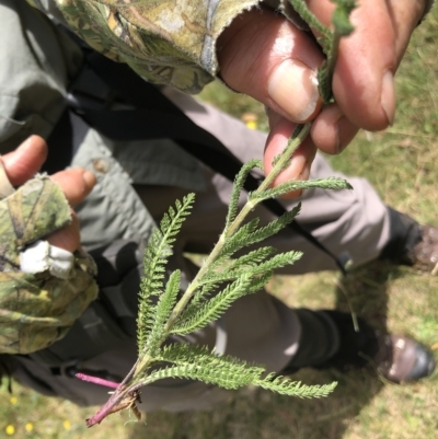 Achillea millefolium (Yarrow) at Kosciuszko National Park - 26 Feb 2023 by JohnGiacon