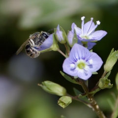 Lasioglossum (Chilalictus) sp. (genus & subgenus) (Halictid bee) at Uriarra Recreation Reserve - 26 Feb 2023 by KorinneM