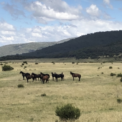 Equus caballus (Brumby, Wild Horse) at Kosciuszko National Park - 26 Feb 2023 by JohnGiacon