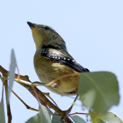 Pardalotus punctatus (Spotted Pardalote) at Jerrabomberra Wetlands - 27 Feb 2023 by AlisonMilton