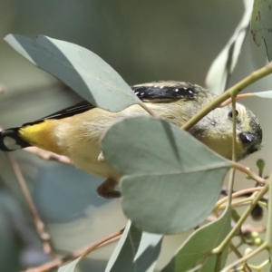 Pardalotus punctatus at Fyshwick, ACT - 27 Feb 2023