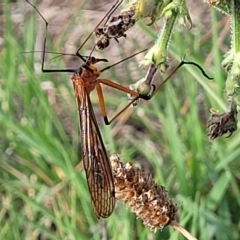 Harpobittacus (genus) (Hangingfly) at Jindabyne, NSW - 27 Feb 2023 by trevorpreston