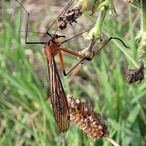 Harpobittacus sp. (genus) at Jindabyne, NSW - 27 Feb 2023