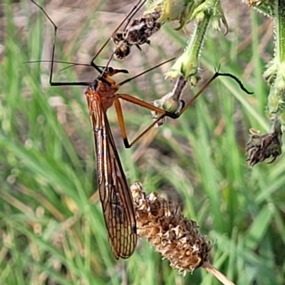 Harpobittacus sp. (genus) (Hangingfly) at Jindabyne, NSW - 27 Feb 2023 by trevorpreston