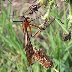 Harpobittacus sp. (genus) (Hangingfly) at Jindabyne, NSW - 27 Feb 2023 by trevorpreston