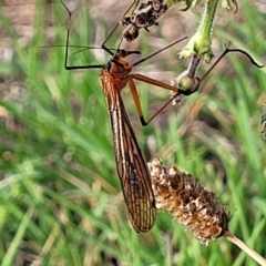 Harpobittacus sp. (genus) at Jindabyne, NSW - 27 Feb 2023