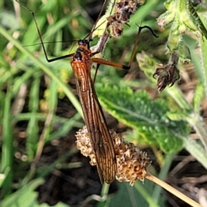 Harpobittacus sp. (genus) at Jindabyne, NSW - 27 Feb 2023