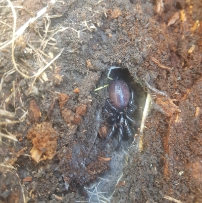 Atrax sutherlandi (Funnel-web Spider) at Tinderry, NSW - 27 Feb 2023 by danswell