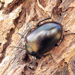 Chalcopteroides cupripennis (Rainbow darkling beetle) at Jindabyne, NSW - 27 Feb 2023 by trevorpreston