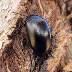 Chalcopteroides cupripennis at Jindabyne, NSW - 27 Feb 2023