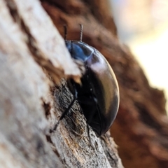 Chalcopteroides cupripennis at Jindabyne, NSW - 27 Feb 2023