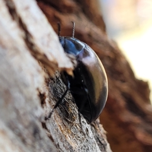 Chalcopteroides cupripennis at Jindabyne, NSW - 27 Feb 2023 04:15 PM