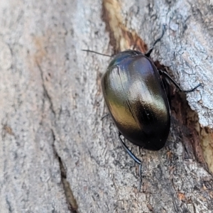 Chalcopteroides cupripennis at Jindabyne, NSW - 27 Feb 2023