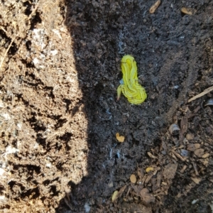 Caenoplana sulphurea at Tinderry, NSW - 27 Feb 2023