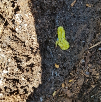 Caenoplana sulphurea (A Flatworm) at Mt Holland - 27 Feb 2023 by danswell