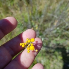 Chrysocephalum semipapposum (Clustered Everlasting) at Mt Holland - 27 Feb 2023 by danswell