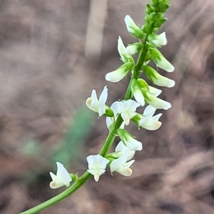 Melilotus albus at Jindabyne, NSW - 27 Feb 2023 04:13 PM