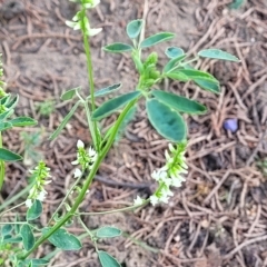 Melilotus albus at Jindabyne, NSW - 27 Feb 2023 04:13 PM