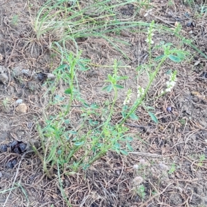 Melilotus albus at Jindabyne, NSW - 27 Feb 2023