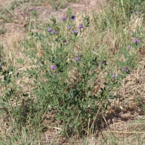 Medicago sativa at Molonglo Valley, ACT - 17 Feb 2023