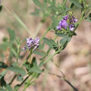 Medicago sativa at Molonglo Valley, ACT - 17 Feb 2023 10:05 AM