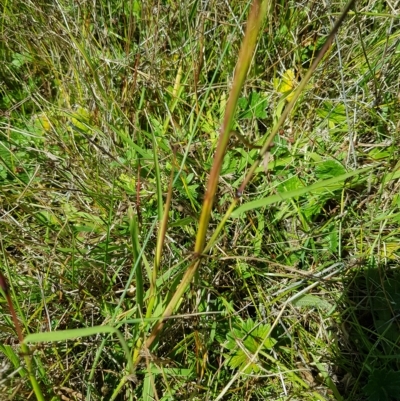 Bothriochloa macra (Red Grass, Red-leg Grass) at Mt Holland - 27 Feb 2023 by danswell