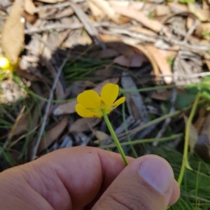 Ranunculus lappaceus at Tinderry, NSW - 27 Feb 2023