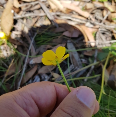 Ranunculus lappaceus (Australian Buttercup) at Mt Holland - 27 Feb 2023 by danswell