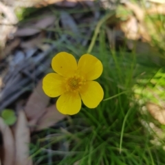 Ranunculus lappaceus at Tinderry, NSW - 27 Feb 2023