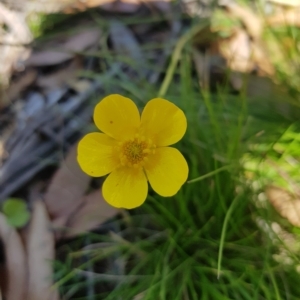 Ranunculus lappaceus at Tinderry, NSW - 27 Feb 2023