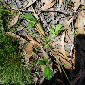 Ranunculus lappaceus at Tinderry, NSW - 27 Feb 2023