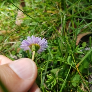 Brachyscome graminea at Tinderry, NSW - 27 Feb 2023