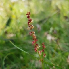 Rumex acetosella (Sheep Sorrel) at Tinderry, NSW - 27 Feb 2023 by danswell