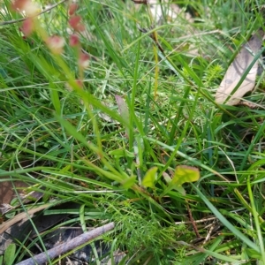 Rumex acetosella at Tinderry, NSW - 27 Feb 2023 01:19 PM