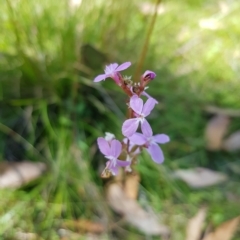 Stylidium armeria subsp. armeria at Tinderry, NSW - 27 Feb 2023 01:16 PM