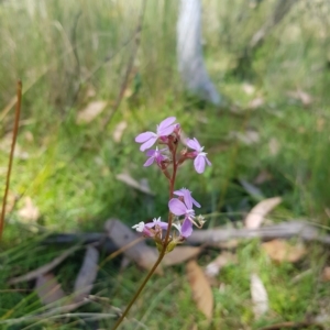 Stylidium armeria subsp. armeria at Tinderry, NSW - 27 Feb 2023