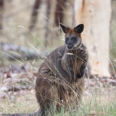Wallabia bicolor (Swamp Wallaby) at Forde, ACT - 26 Feb 2023 by HappyWanderer