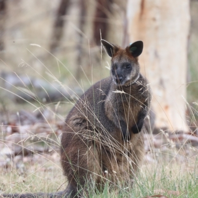 Wallabia bicolor (Swamp Wallaby) at Mulligans Flat - 25 Feb 2023 by HappyWanderer