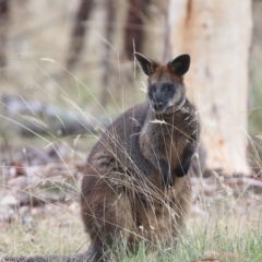 Wallabia bicolor (Swamp Wallaby) at Forde, ACT - 25 Feb 2023 by HappyWanderer