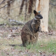 Wallabia bicolor at Forde, ACT - 26 Feb 2023 09:41 AM