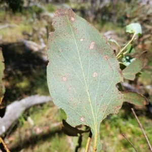 Eucalyptus dives at Tinderry, NSW - 27 Feb 2023 01:01 PM