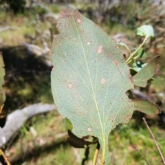 Eucalyptus dives at Tinderry, NSW - 27 Feb 2023