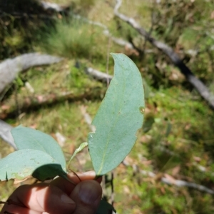 Eucalyptus dives at Tinderry, NSW - 27 Feb 2023 01:01 PM