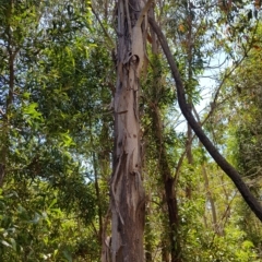 Eucalyptus dives at Tinderry, NSW - 27 Feb 2023