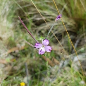 Epilobium billardiereanum at Tinderry, NSW - 27 Feb 2023 12:52 PM