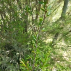 Leptospermum grandifolium (Woolly Teatree, Mountain Tea-tree) at Tinderry, NSW - 27 Feb 2023 by danswell