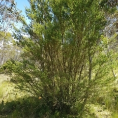 Leptospermum grandifolium at Tinderry, NSW - 27 Feb 2023 12:47 PM